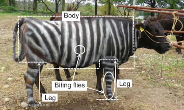 If The Shoo Fits Cows Painted With Zebra Stripes Keep Flies In