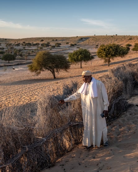 An African man in a traditional jalabiya, inspects a barricade of palm fronds designed to secure sand dunes in place