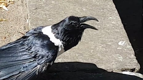 'Y'alright love': crow welcomes tourists to Yorkshire castle – video