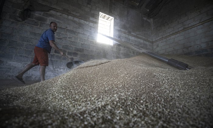 A man processes wheat in Odessa, Ukraine, on June 17, 2022 as Russian-Ukrainian war continues. While the Ukrainian government and several international leaders seek alternative methods to convey thousands of tons of grain stock from the “blocked” Odessa Port to European countries, Ukrainian farmers seek new ways to market the crops that remain in their warehouses.