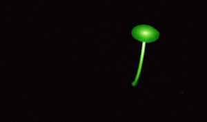 Never before photographed bioluminescent mushrooms dot the forest floor of Mozambique’s Mount Mabu during the rainy season