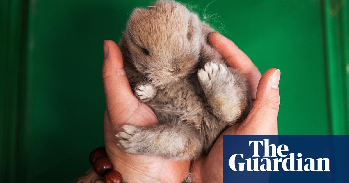 Fears the Year of the Rabbit could bring about a wave of abandoned pets