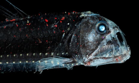 The deep sea viperfish is about 30cm long