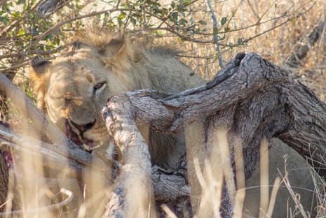 Wild lion in Kruger national park.