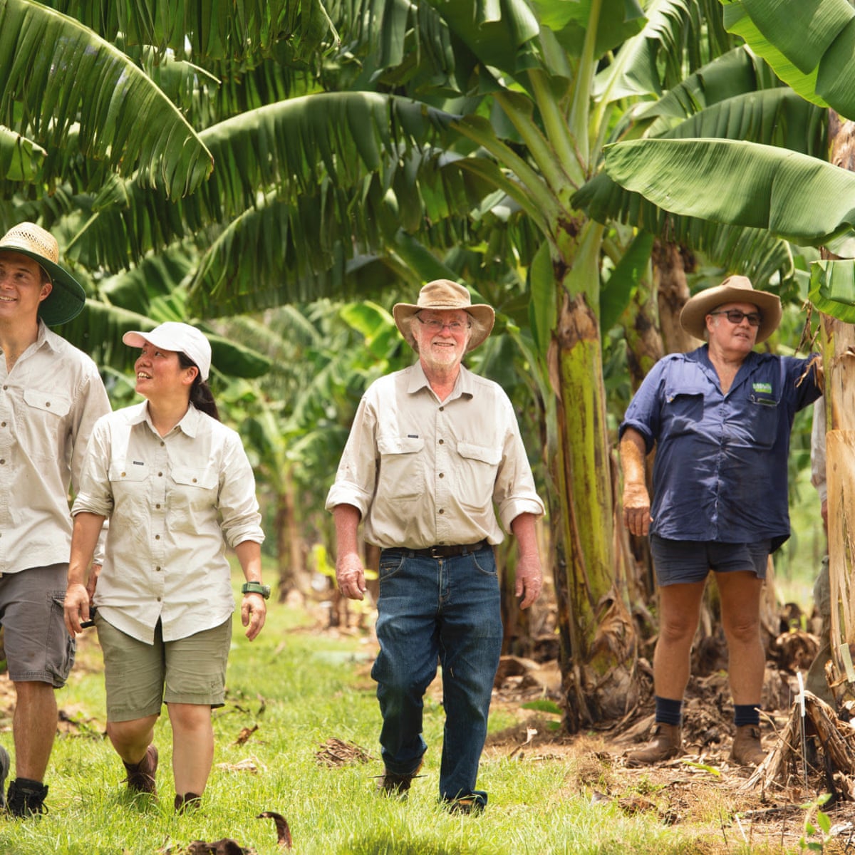 Banana appeal: Australia's first genetically modified fruit sent for  approval | GM | The Guardian