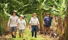 Banana appeal: Australia’s first genetically modified fruit sent for approval