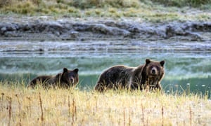 The Trump administration rolled back key provisions of the Endangered Species Act, a law credited with saving the gray wolf, bald eagle and grizzly bear.
