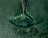 Aerial view of a whale's tail in shallow water