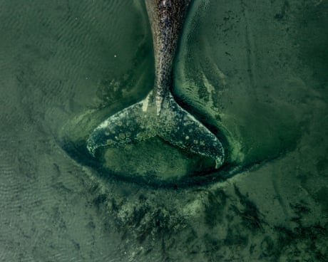 Stranded and dying, the German whale is a parable of our troubled relationship with these sea giants