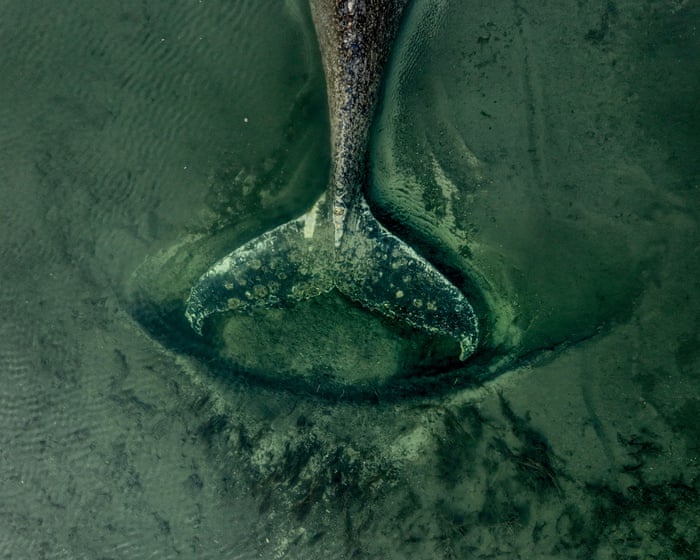 Stranded and dying, the German whale is a parable of our troubled relationship with these sea giants