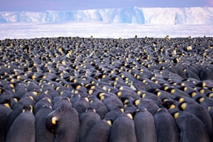 Wildlife Photographer of the Year portfolio award winner: The Huddle by Stefan Christmann, Germany (picture taken in Antarctica)