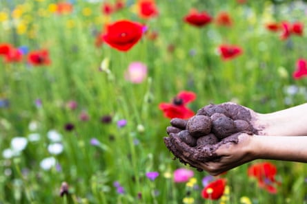 A woman’s hands holding seed balls or seed bombs in front of a colourful flower field