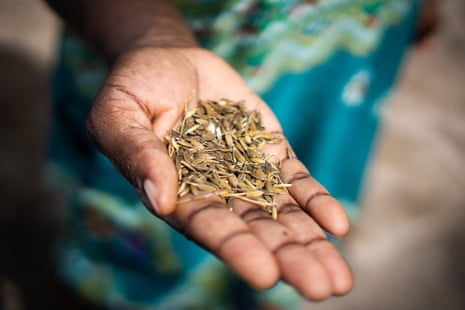 How rice hidden by a woman fleeing slavery in the 1700s could help her ...