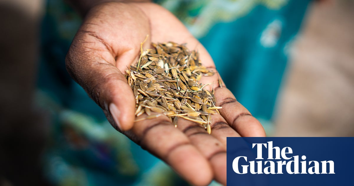 How rice hidden by a woman fleeing slavery in the 1700s could help her descendants | Suriname