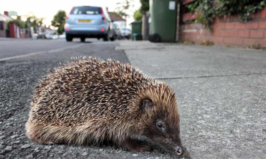 The habitats of already-endangered species such as hedgehogs may be under threat.