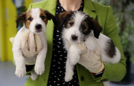 two similar looking puppies, each held in a hand