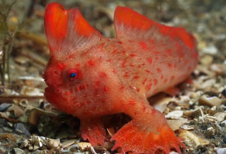 The critically endangered Tasmanian red handfish