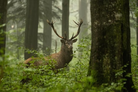 A red deer stag.