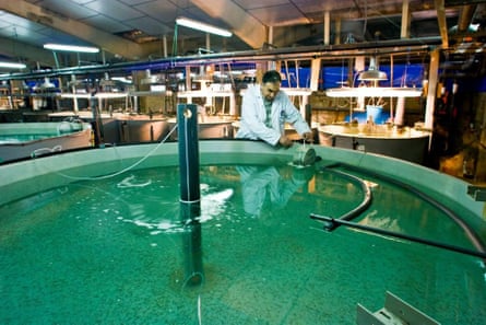 A man in a white laboratory coat holds an instrument at the edge of a circular water tank containing tiny fish