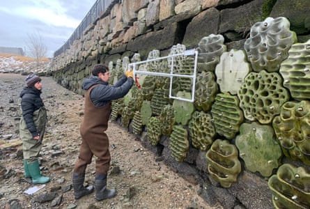 Work on the Boston coast on one of Stone Living Lab’s ‘living seawalls’, which help to mitigate the destructive effects of rising oceans.