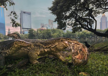 Common water monitors, one of them with prey in its mouth, with a city skyline in the background