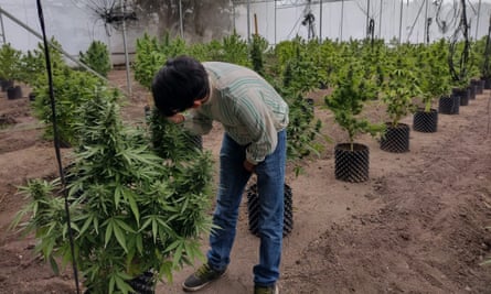 One of Plan Tecala’s team inspects cannabis produce at an indoor section in one farm in Morelos, Mexcio.
