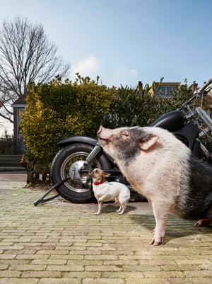 Miniature pig Spekkie photographed by Isabella Rozendaal in Amsterdam.