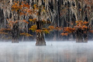 Cipreste careca, East Texas, EUA: prêmio de ouro em plantas e fungos