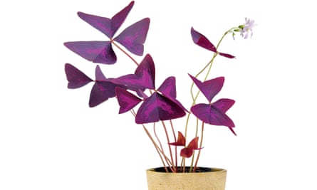 Shamrock palsu.
