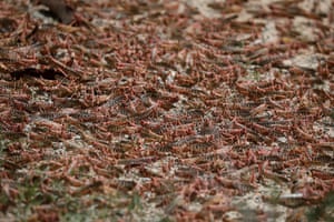 Locusts sit on the ground in the bush near Enziu some 200km east of the capital Nairobi