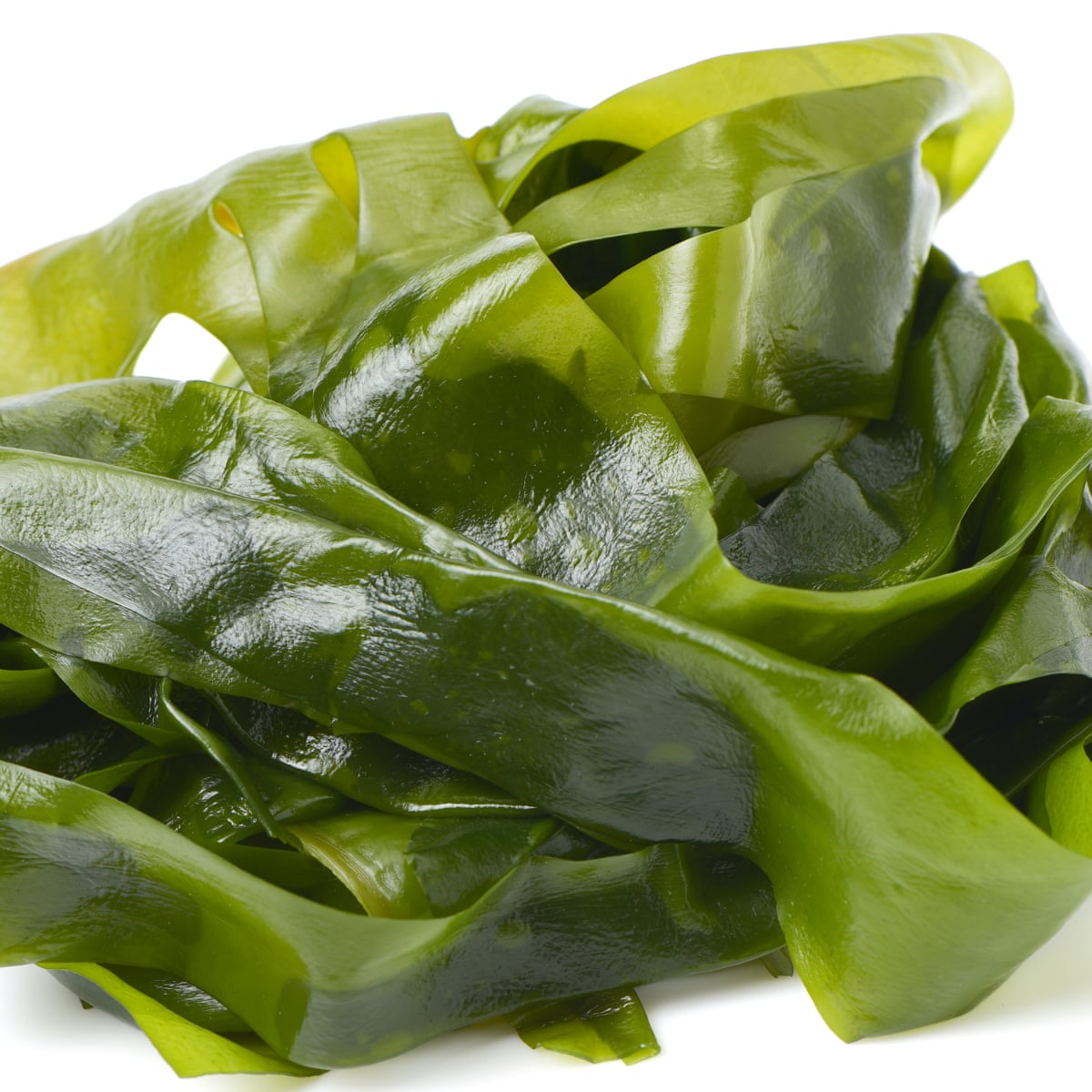 The Interesting Health Benefits Of Kelp Seaweed Nutrition 55 OFF the-interesting-health-benefits-of-kelp-seaweed-nutrition-55-off