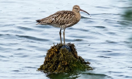 Curlew perched on a rock
