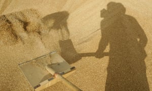 A Russian man shovels grain at a farm in Vasyurinskoe during the country’s worst drought in decades in August 2010. 