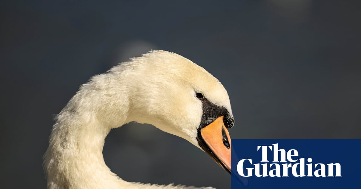 ‘Certainly a problematic species’: California to allow hunting of ‘very aggressive’ mute swans