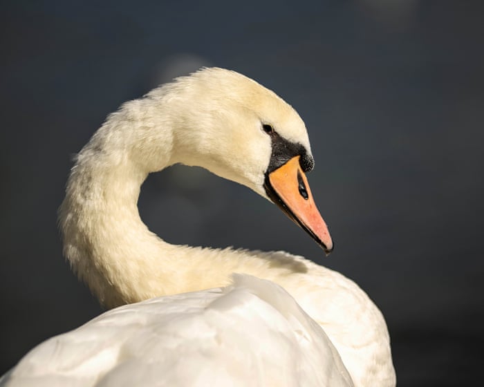 ‘Certainly a problematic species’: California to allow hunting of ‘very aggressive’ mute swans