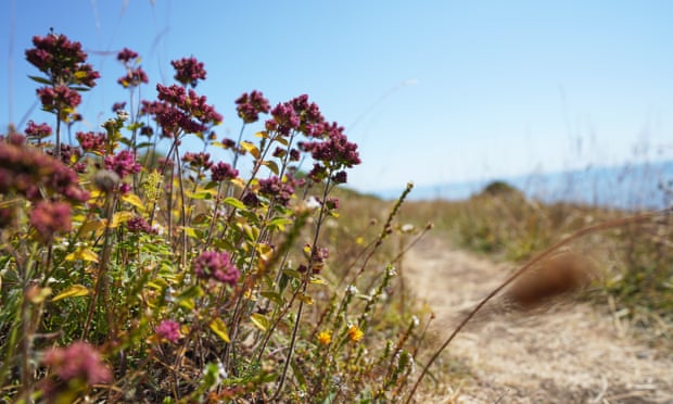 Thrift fin flowers line the path.