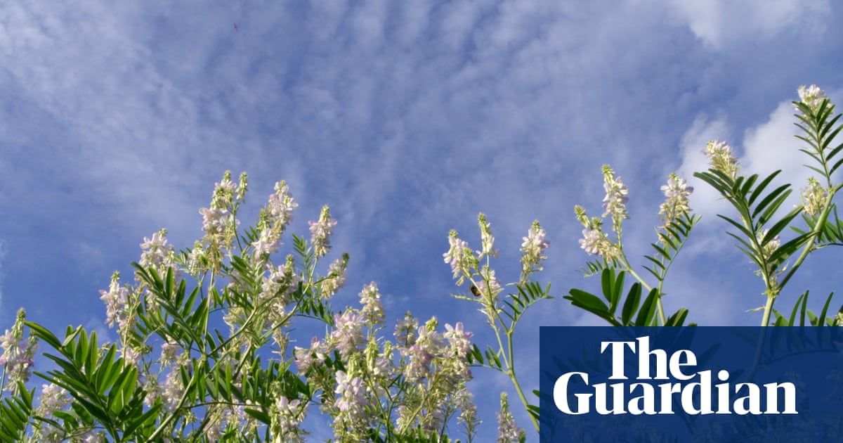 Plantwatch: how goat's rue inspired super drug for everything from diabetes to obesity