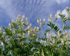 Plantwatch: how goat’s rue inspired super drug for everything from diabetes to obesity