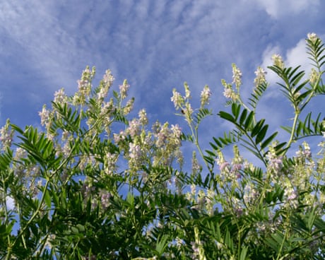 Plantwatch: how goat’s rue inspired super drug for everything from diabetes to obesity