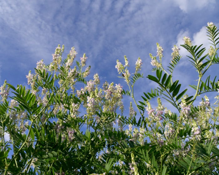 Plantwatch: how goat’s rue inspired super drug for everything from diabetes to obesity