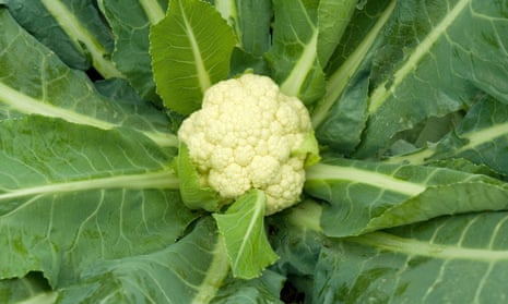 a cauliflower in a field
