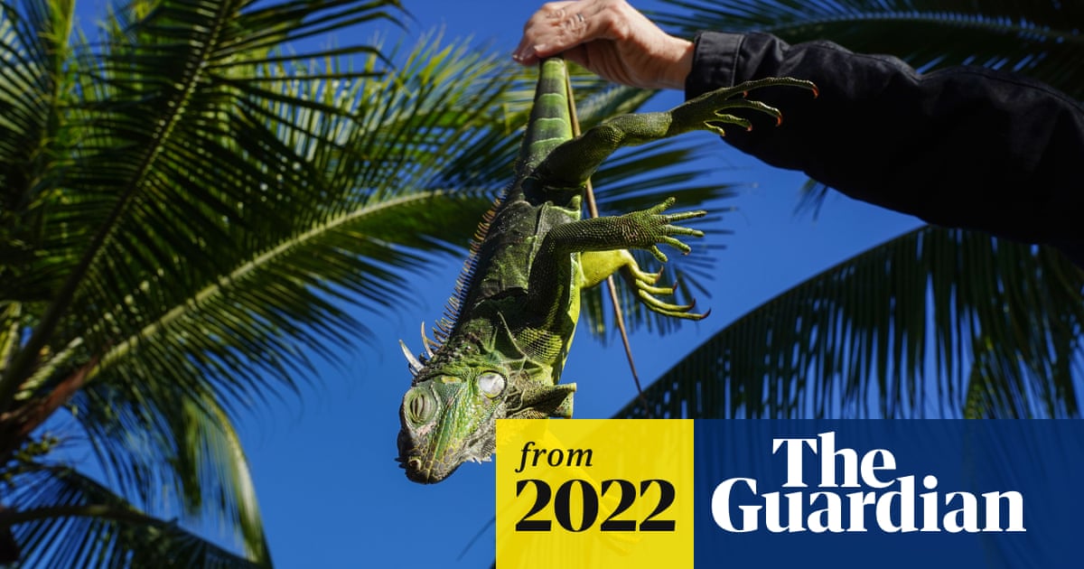 Dead or alive can bounty plan solve Miami Beach’s invasive iguana
