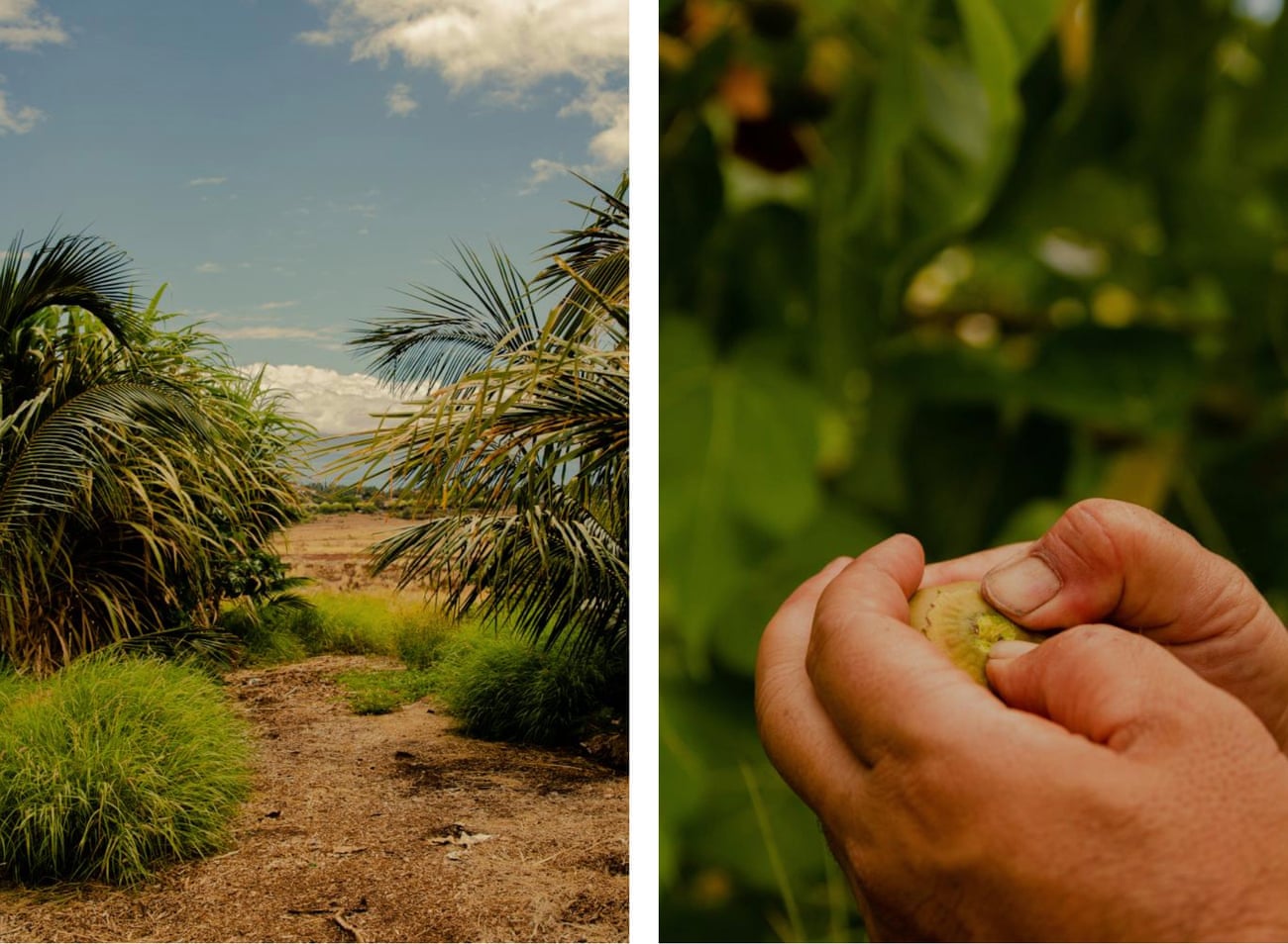 At left, farmland is lush with green plants. At right, hands hold a yellow-green milo fruit.