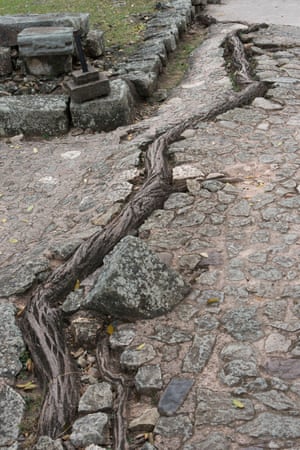 Tree roots passing through a cobblestone pavement in Copán Ruinas, Honduras