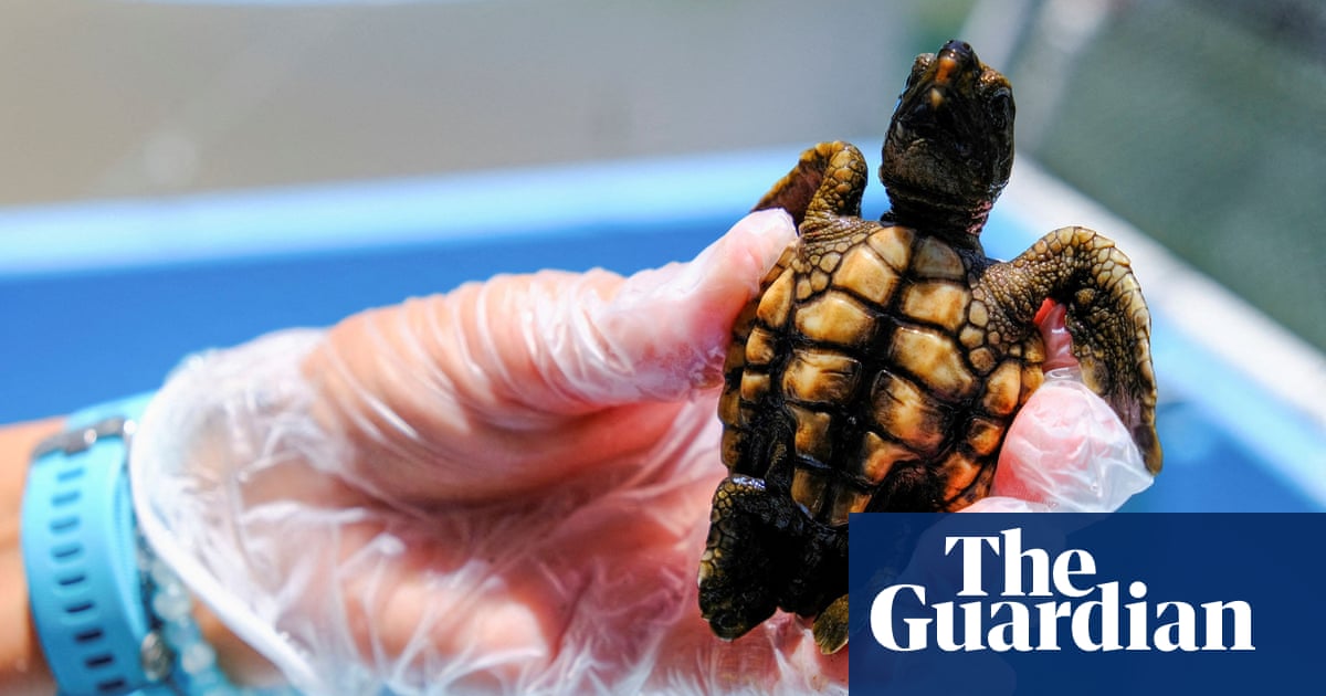 Global heating means almost every sea turtle in Florida now born female