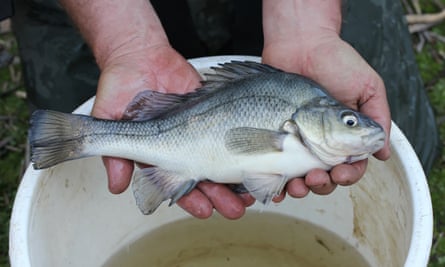 A Macquarie perch during a fish rescue at Mannus Creek, NSW following the recent bushfires