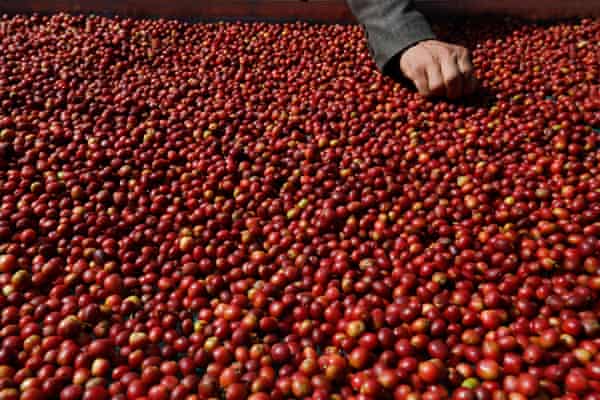 Red coffee beans are spread out. Hand reaches out at top of picture to grasp a handful of beans.