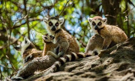 Ring-tailed lemurs in the Isalo national park, Madagascar.