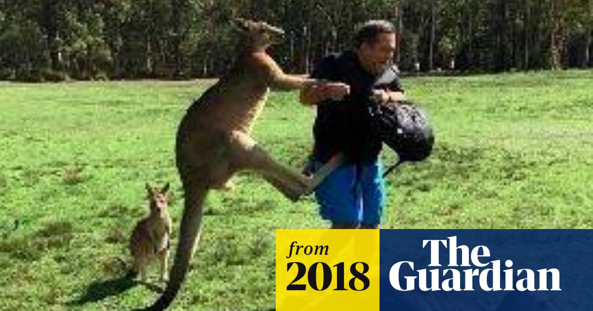 Kangaroo Attacks On Tourists Prompt Warnings To Stop Feeding Them Junk Food Australia News The Guardian