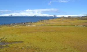 A moss bank on Green Island